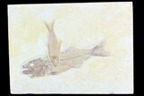 Mioplosus and Knightia Fossil Fish - Tiny Teeth! #86528-1